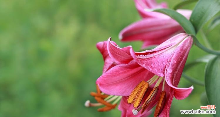 粉色白百合花的寓意是什么？粉色白百合花代表什么？