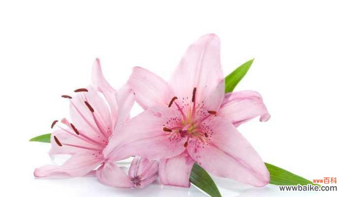 粉色白百合花的寓意是什么？粉色白百合花代表什么？