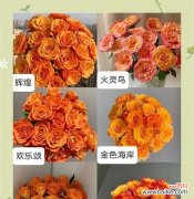 红色和橙色手捧花的寓意是什么？它们代表了哪些情感？