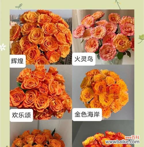 红色和橙色手捧花的寓意是什么？它们代表了哪些情感？
