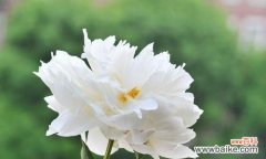 白色的花中哪一种寓意最好？白色花的寓意有哪些？