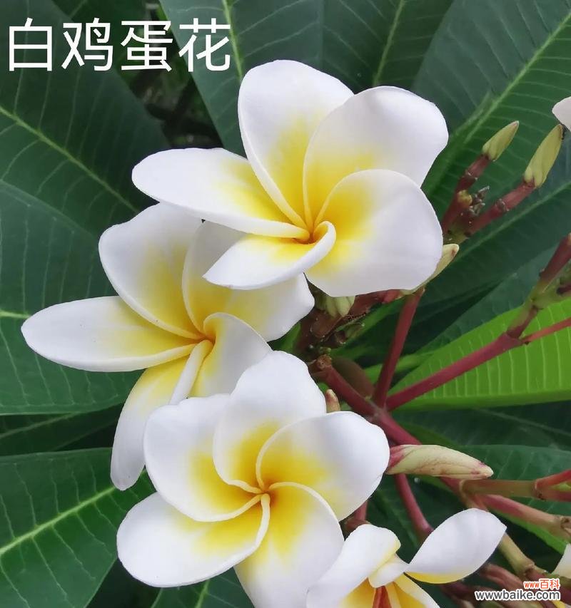 白色的花中哪一种寓意最好？白色花的寓意有哪些？