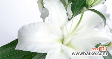 白色的花中哪一种寓意最好？白色花的寓意有哪些？