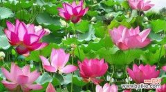 荷花 荷花的象征意义与美丽之融合