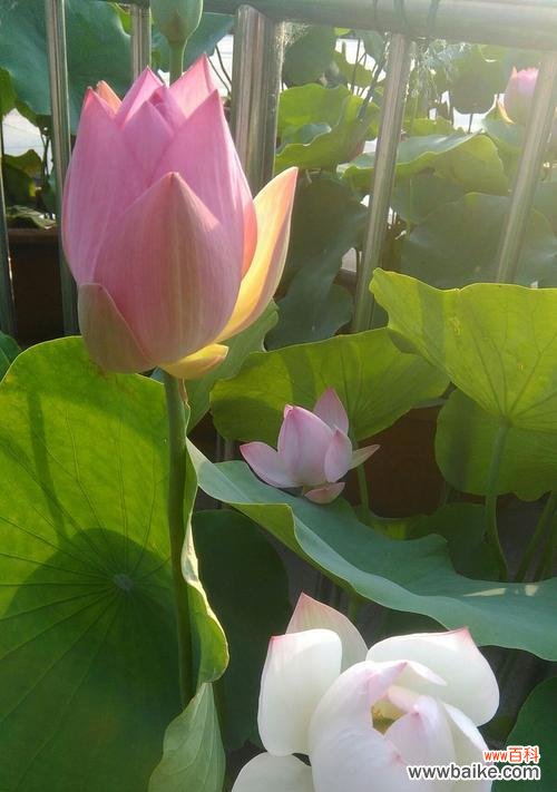 荷花的美丽与哲学内涵 荷花的象征意义与寓意