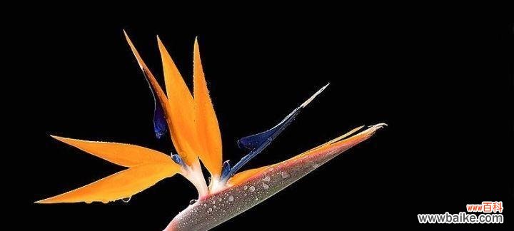 倚鹤观兰，传递生命的美好与坚韧 鹤望兰