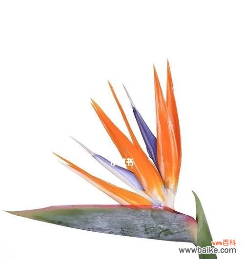 倚鹤观兰，传递生命的美好与坚韧 鹤望兰