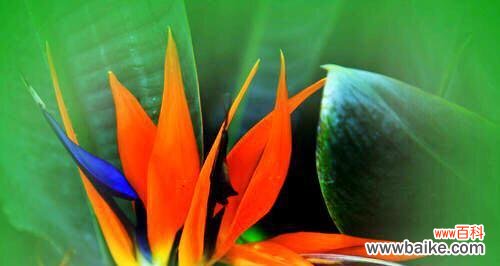 倚鹤观兰，传递生命的美好与坚韧 鹤望兰