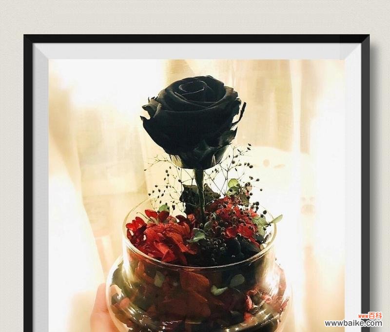 探索黑玫瑰花语的真正含义,适宜赠送对象细致揭秘 以黑玫瑰花语传递心意