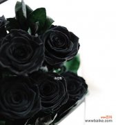 探索黑玫瑰的象征与内涵 黑玫瑰花语的深意