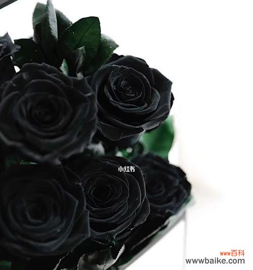 探索黑玫瑰的象征与内涵 黑玫瑰花语的深意