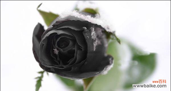 探索黑玫瑰的象征与内涵 黑玫瑰花语的深意