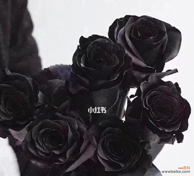 黑暗中绽放的神秘花朵,它意味着什么? 黑玫瑰花语