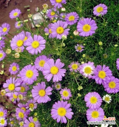 绽放生命之花,传达永恒的情感 荷兰菊花语——传递花海中的祝福