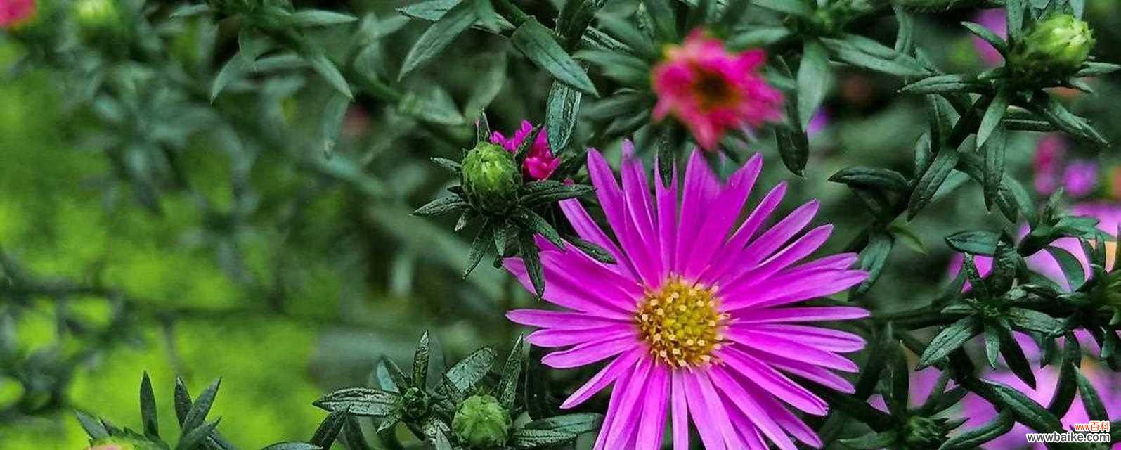 绽放生命之花,传达永恒的情感 荷兰菊花语——传递花海中的祝福