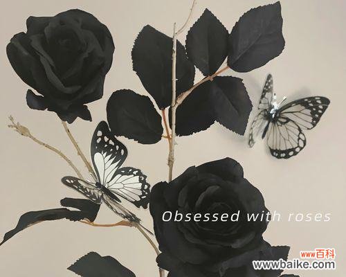 探寻黑玫瑰的情感与美学 黑玫瑰的象征意义及其传承之美