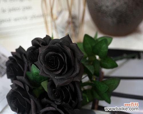 探寻黑玫瑰的情感与美学 黑玫瑰的象征意义及其传承之美