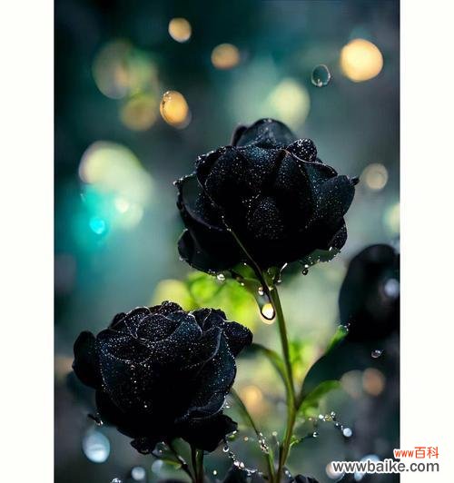 探索黑玫瑰背后的深意 黑玫瑰花语与含义