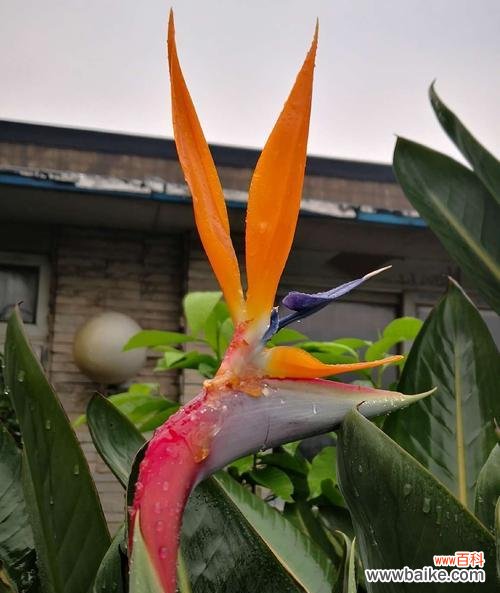 生命与纯洁的化身,一抹清新芬芳 以鹤望兰——美好寓意的象征