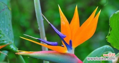 生命与纯洁的化身,一抹清新芬芳 以鹤望兰——美好寓意的象征