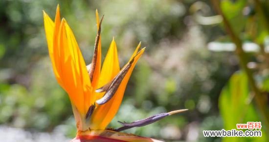 生命与纯洁的化身,一抹清新芬芳 以鹤望兰——美好寓意的象征