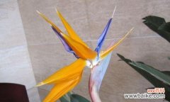 舞动生命之美，凌云而上 鹤望兰花语