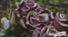 探寻黑玫瑰背后的神秘之美 黑玫瑰的花语及其象征意义