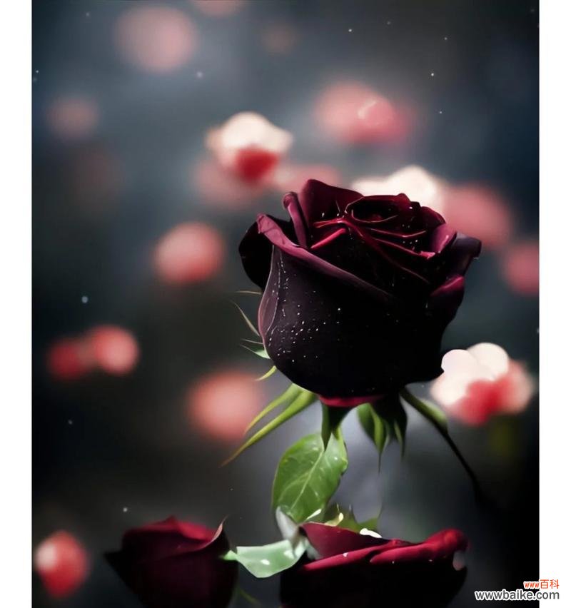 黑玫瑰 黑玫瑰花语与寓意
