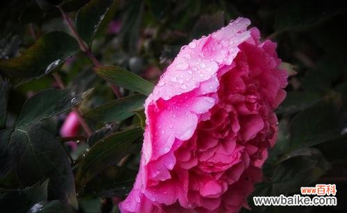 探秘牡丹花的意义和象征 牡丹花语之美