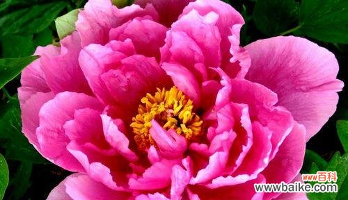 探秘牡丹花的意义和象征 牡丹花语之美