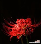 揭开黑色彼岸花的神秘面纱，探寻其独特的花语 黑色彼岸花