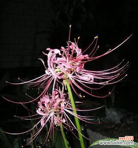 探寻黑色彼岸花的花语之美 黑色彼岸花