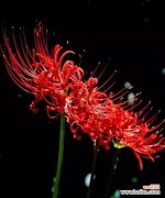 探寻黑色彼岸花的花语之美 黑色彼岸花