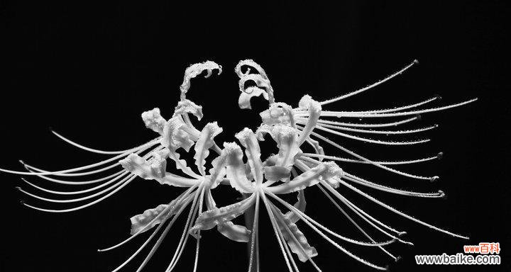 探寻黑色彼岸花的花语之美 黑色彼岸花