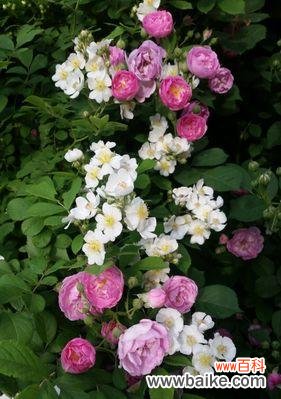 唤醒内心的浪漫情怀,探寻黑蔷薇的深意 黑蔷薇的花语