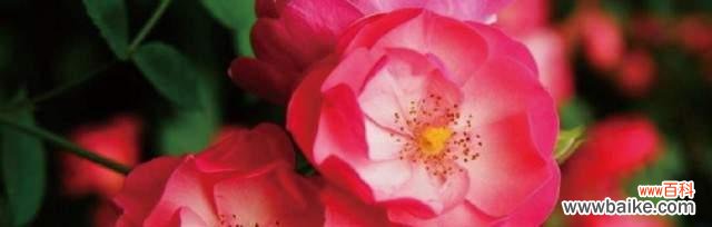 唤醒内心的浪漫情怀,探寻黑蔷薇的深意 黑蔷薇的花语