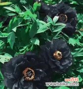 探寻黑牡丹的独特魅力与深刻寓意 黑牡丹花语的秘密