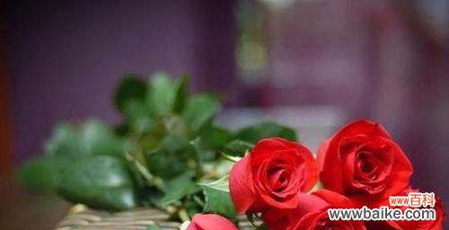 以24朵玫瑰代表意思的解读 玫瑰的花语与寓意