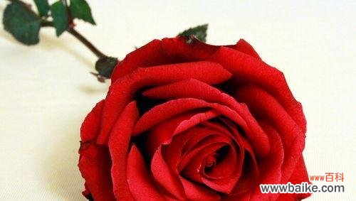 探索25朵玫瑰的深层意义 玫瑰花语的浪漫含义