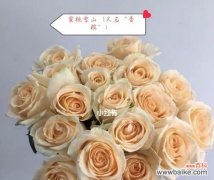 21朵香槟玫瑰的花语和象征意义 21朵香槟玫瑰花语