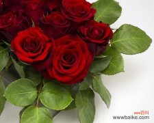 浪漫而深沉的爱情宣言——29朵玫瑰花的传情之道 29朵玫瑰花的代表意义剖析