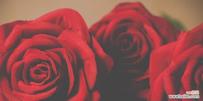 以29朵玫瑰花的花语为线索 玫瑰花语解读与传递之奥秘