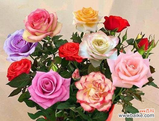 以29朵玫瑰花的花语为线索 玫瑰花语解读与传递之奥秘