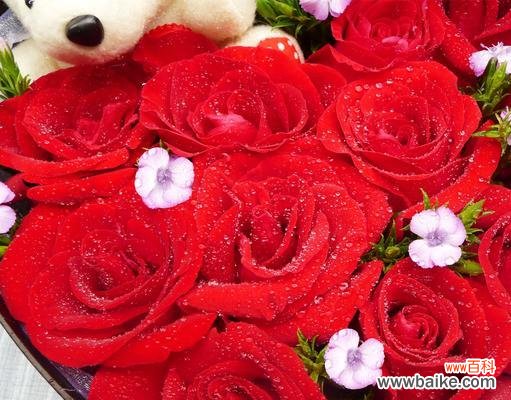 解读31朵玫瑰花的深层意义 玫瑰花的含义与象征