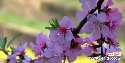 紫色含笑花寓意着什么？紫色含笑花的象征意义是什么？