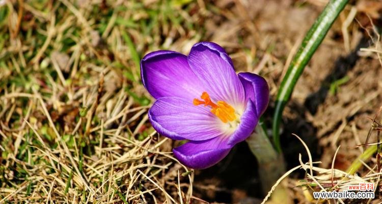 紫色含笑花寓意着什么？紫色含笑花的象征意义是什么？