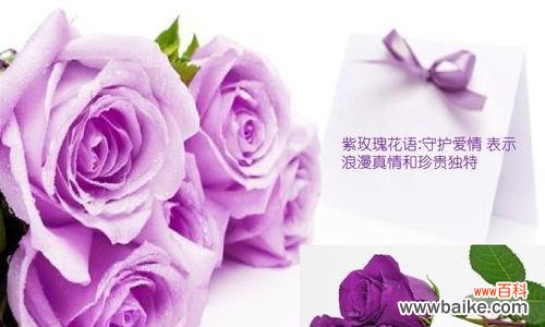 花语花思的浪漫含义是什么？浪漫花语代表什么？