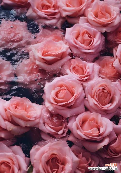 花语花思的浪漫含义是什么？浪漫花语代表什么？