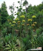 哪些花寓意平安健康向上？