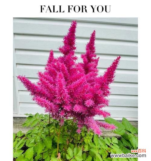 哪种花象征着错误的爱情？